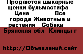 Продаются шикарные щенки бульмастифа › Цена ­ 45 000 - Все города Животные и растения » Собаки   . Брянская обл.,Клинцы г.